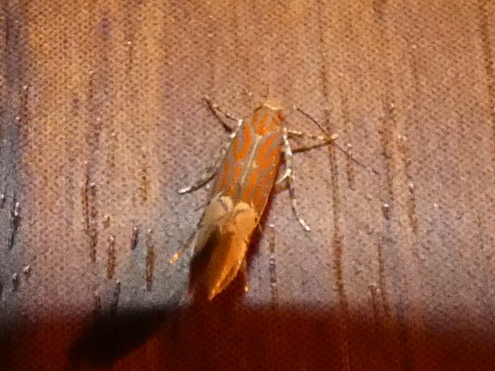 photo_1